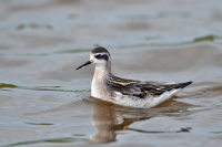 RSPB Loch na Muilne Nature Reserve